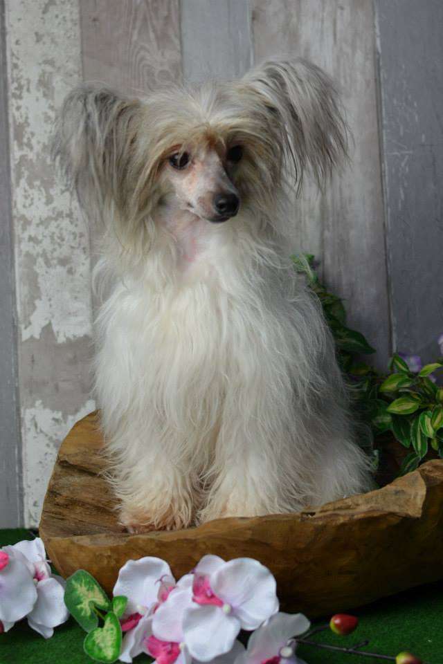 China Luna Trishablue