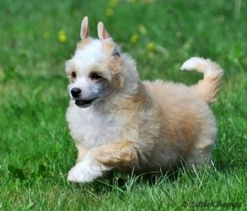 Haustin Little Champs