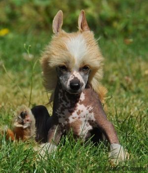 Halpine Little Champs