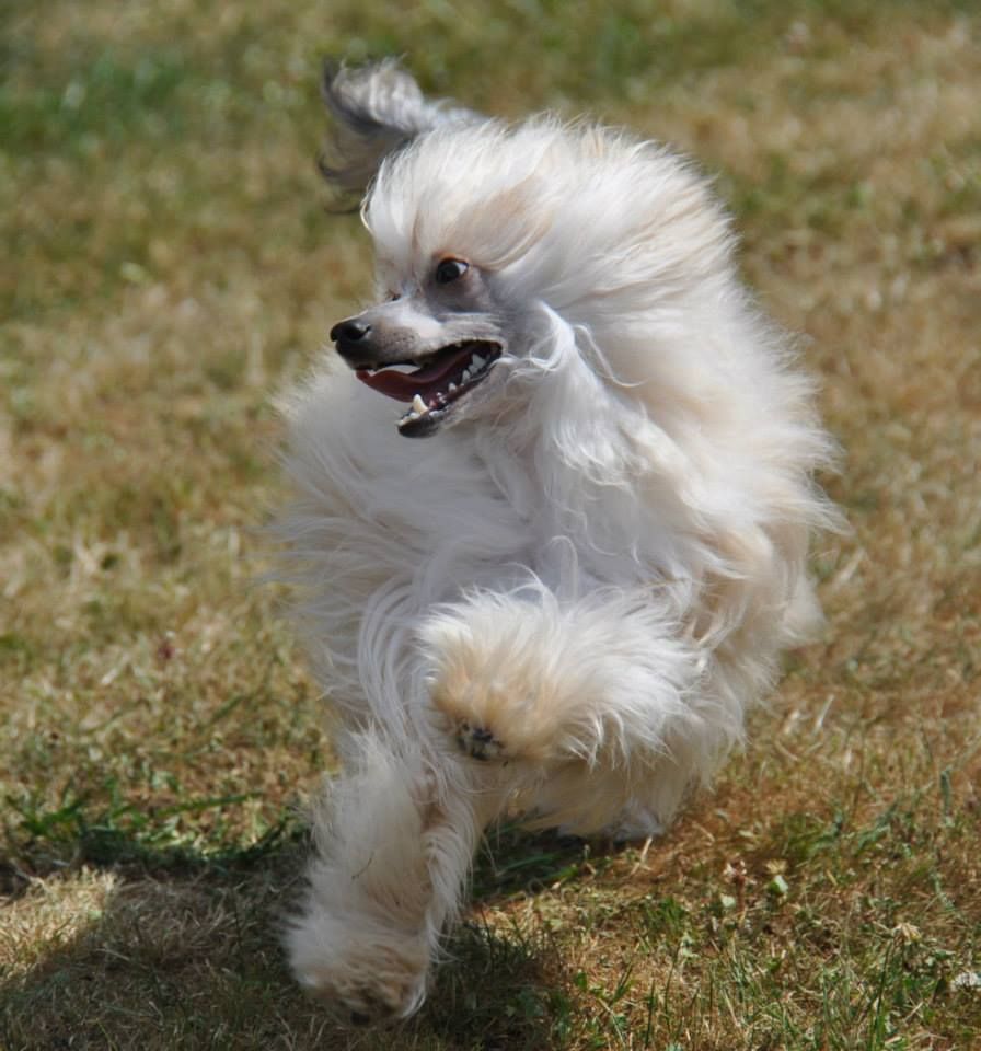 Halpina Little Champs