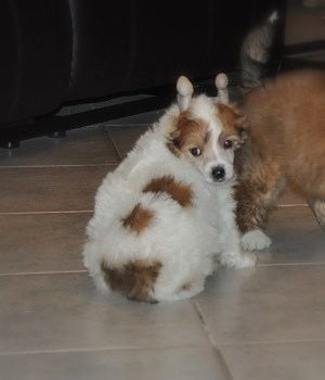 Ivanhoe Little Champs