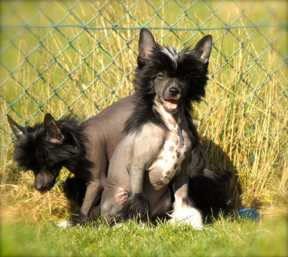 Feel The Love King of Diamonds