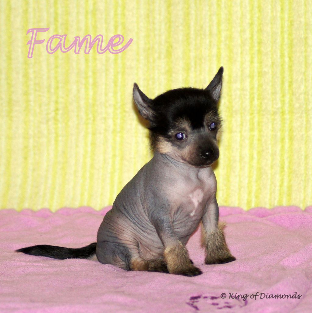 Fame King of Diamonds