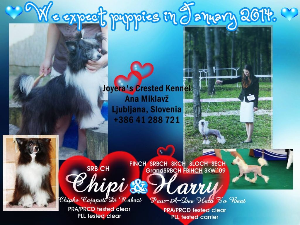 Expecting Litter Joyeras