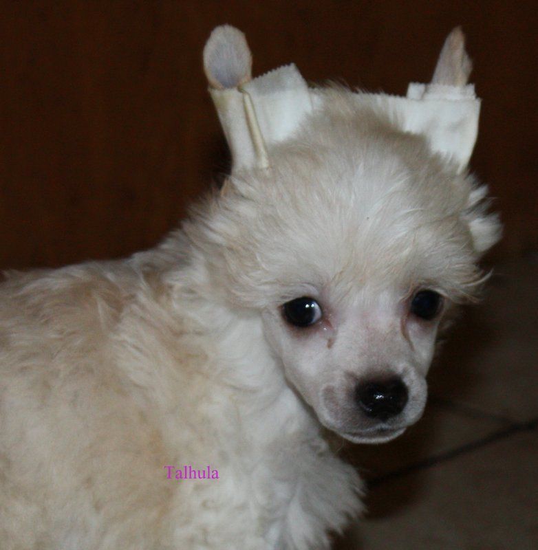 Tempelhüter's Talhula