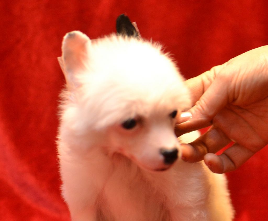 Marvi's-Stile Martin Katz