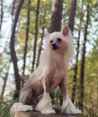 Emfir Iro Milfra-Moravia