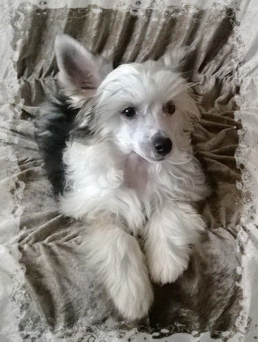 Ella Lea-Lí Milfra-Moravia