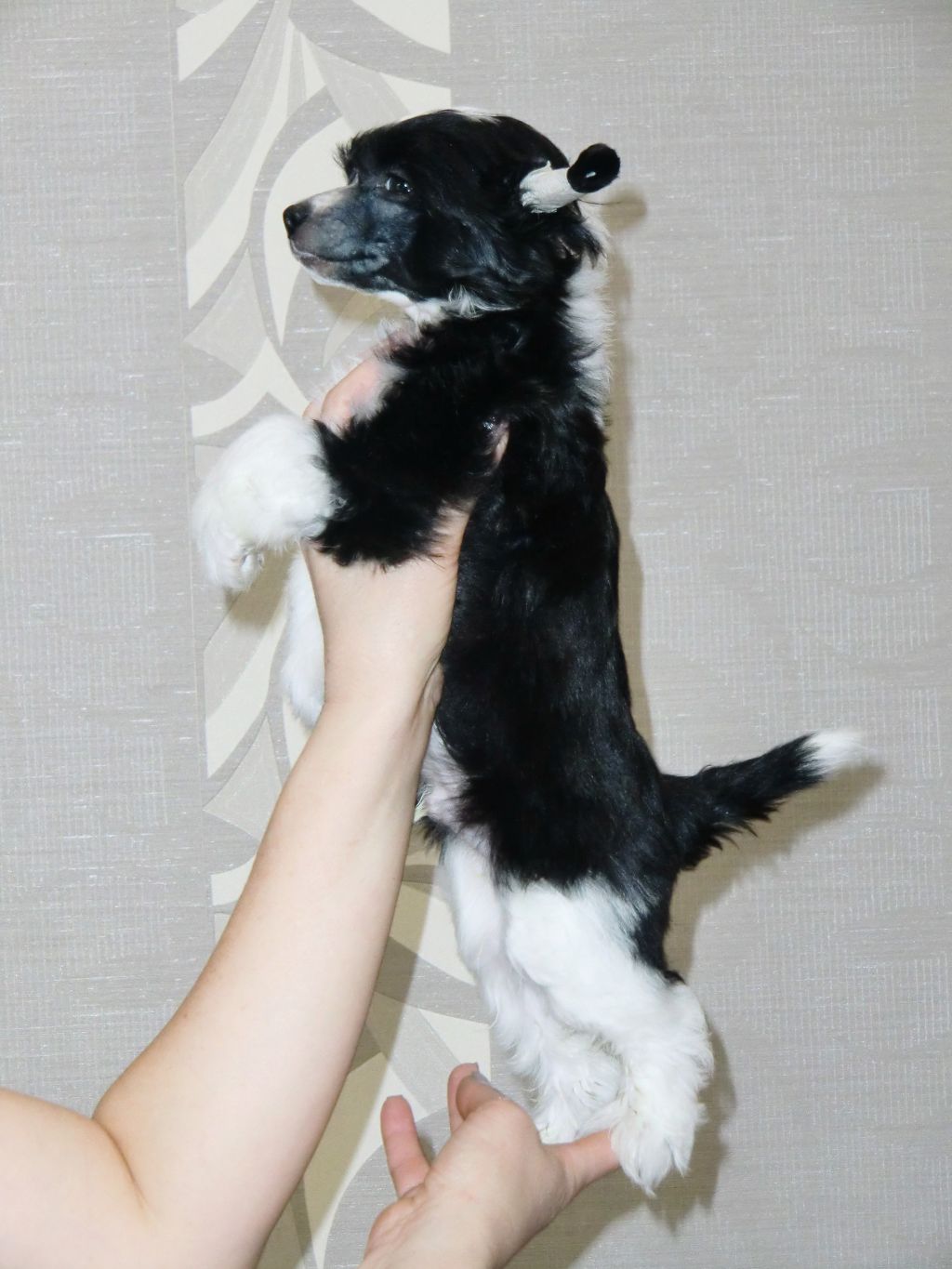 Baikal Dream  Bygs Bunny