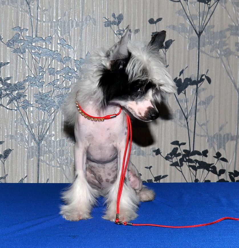 Marvi's-Stile Mila Radost Vashemu Domu