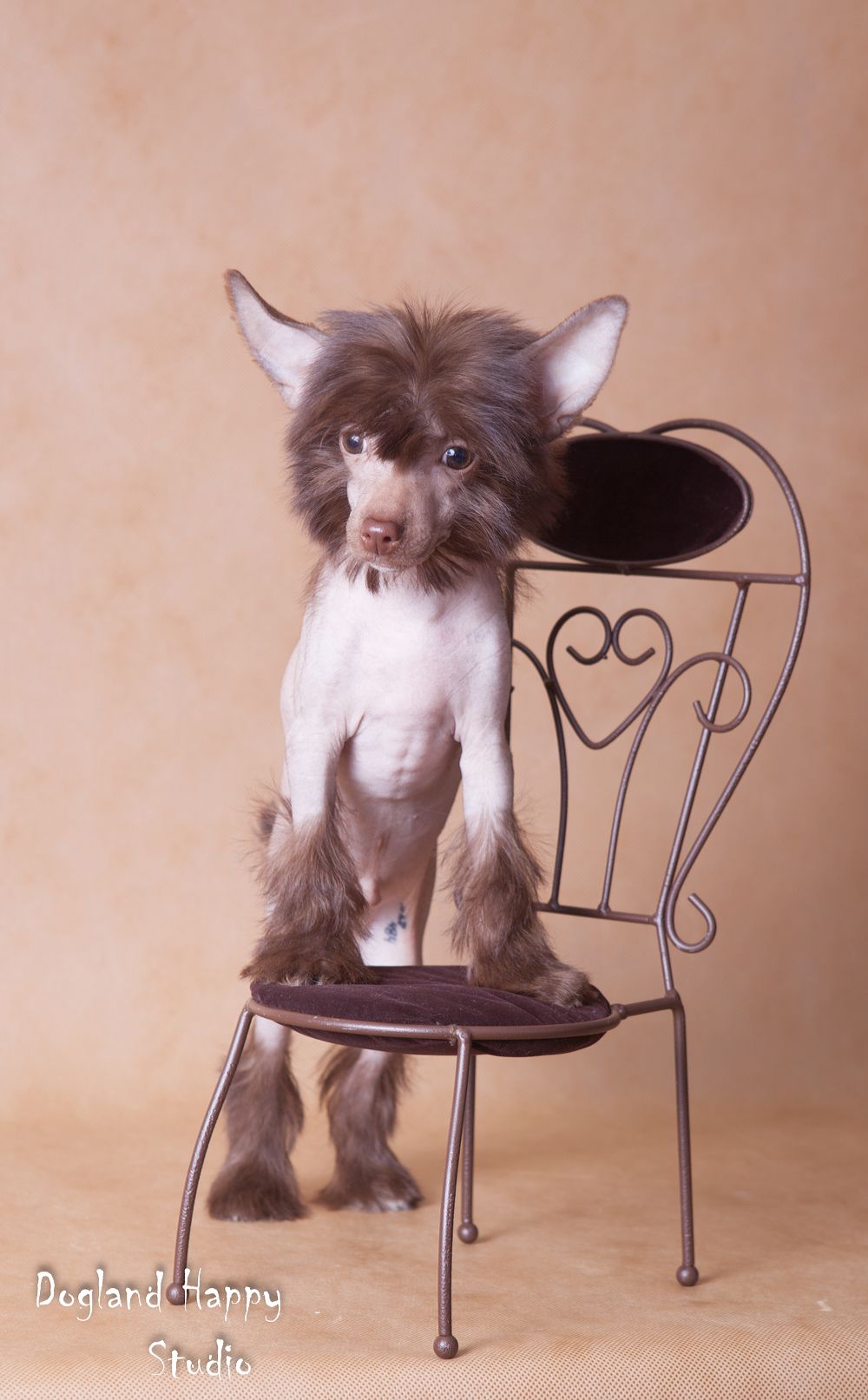 Dogland Happy Zhendry