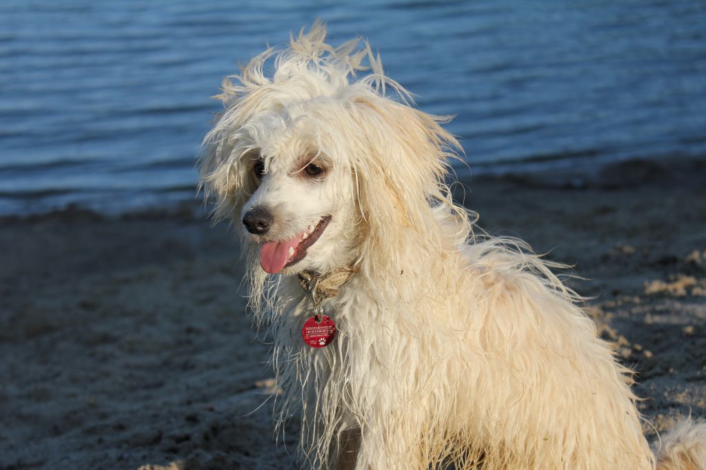 Quinn von den Windpferden
