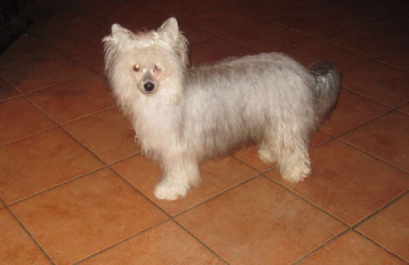 Quartus von den Windpferden