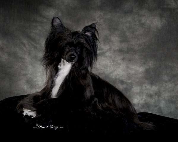 Ch Lola Is a Showgirl For BoulderCrest