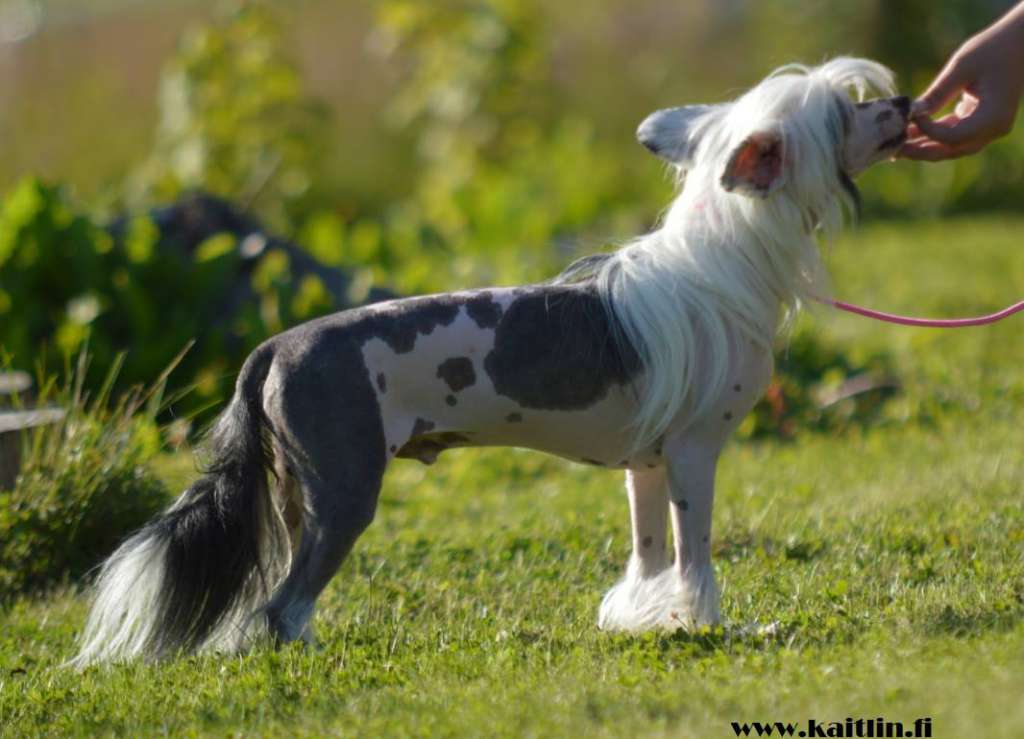 Kaitlin Frosty Winner