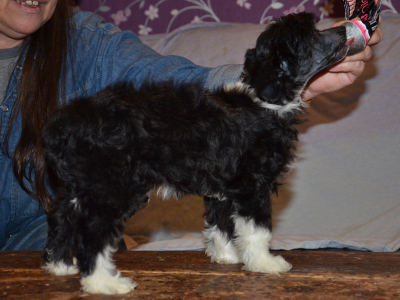 Moonlilys Classic Copycat