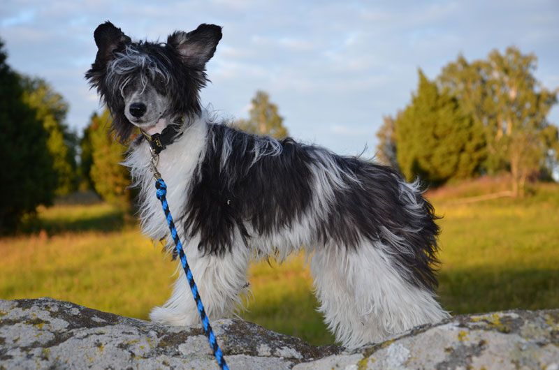 Moonlilys Cremona From Cassiopeia