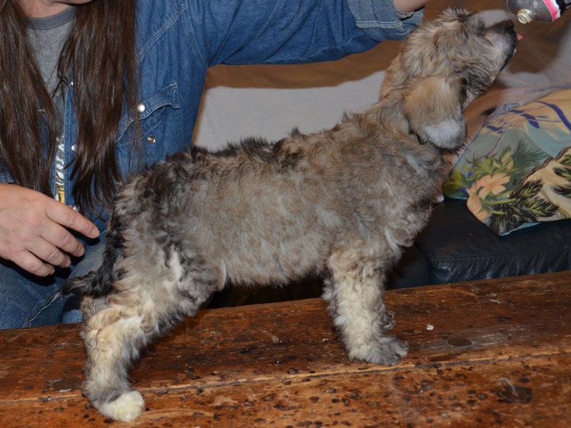 Moonlilys Cute Chameleon