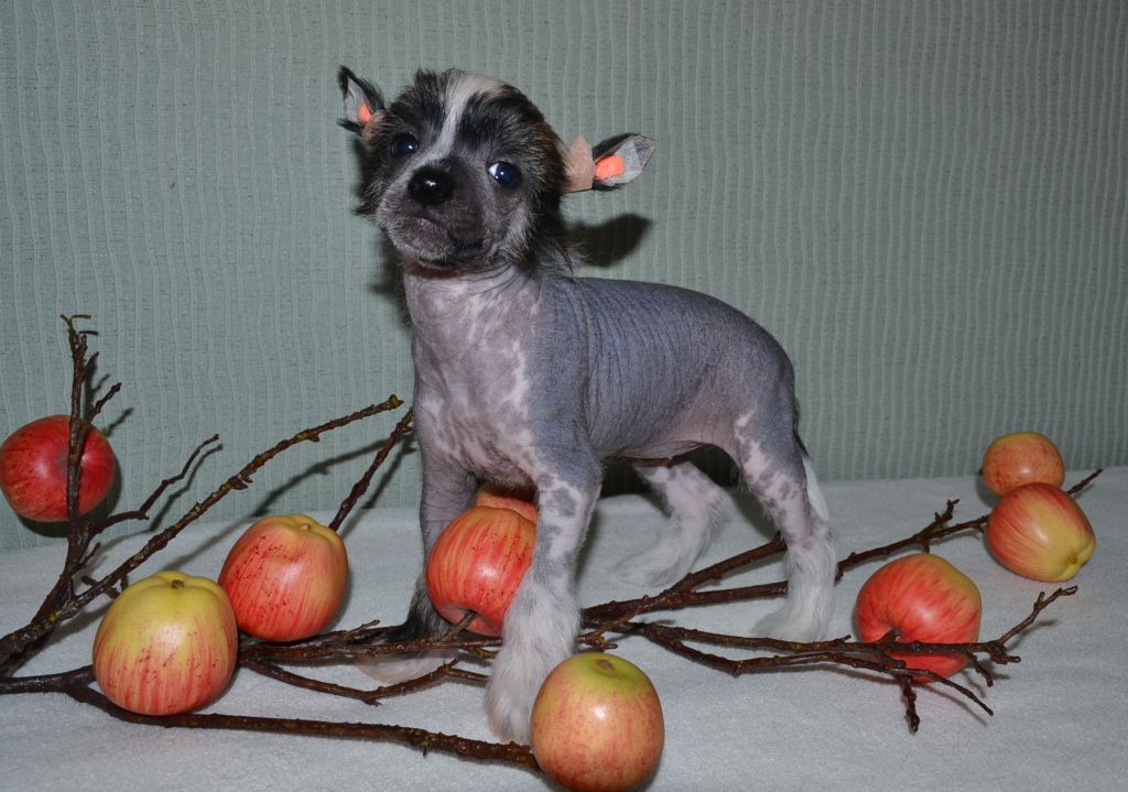 GOLLEND Iskusnisa Moego Serdsa