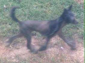 Little Dog Of Dream In The Stars