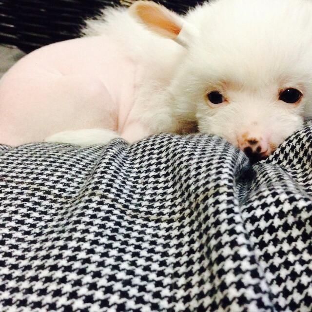 Aeglos   Terradimezzo