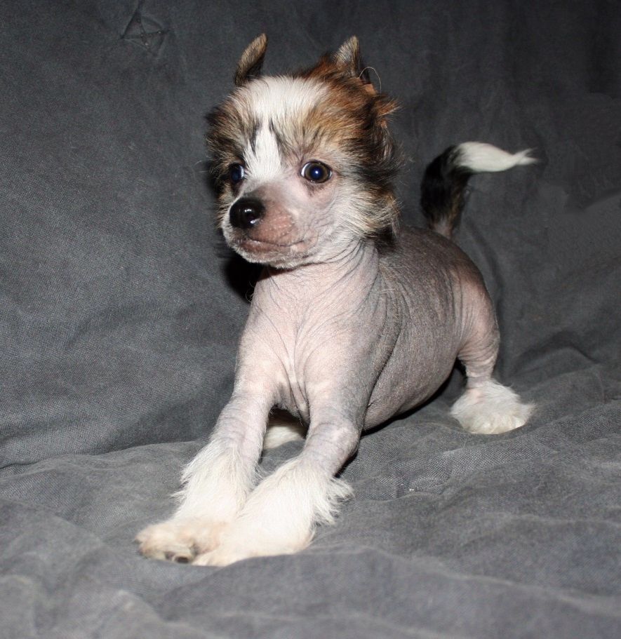 Be My Dog's I Must Have A Twin