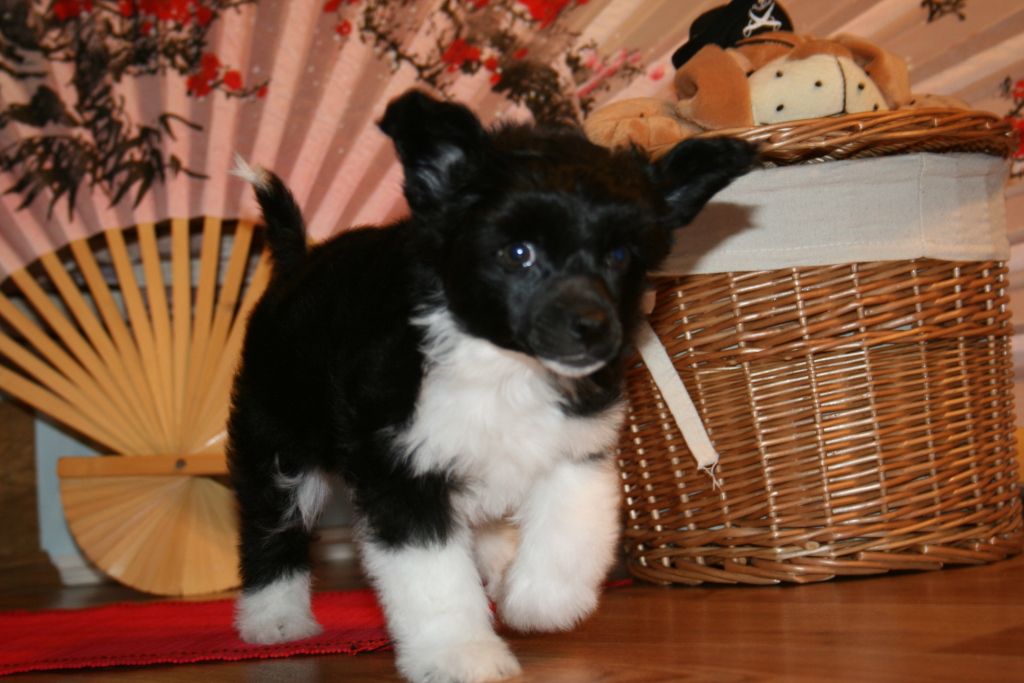 Sky Miracle Music's Wind