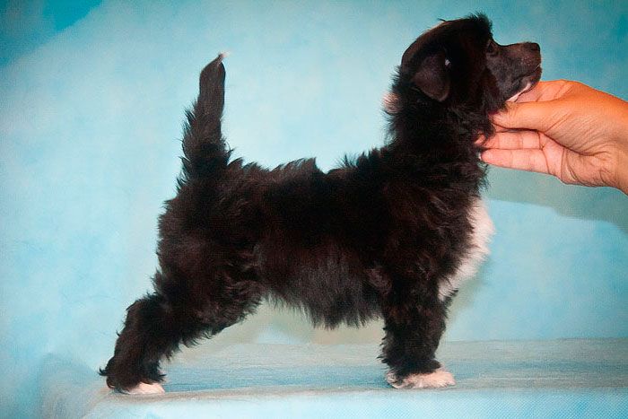 Status Imperial Jaklin Nuit Sombre