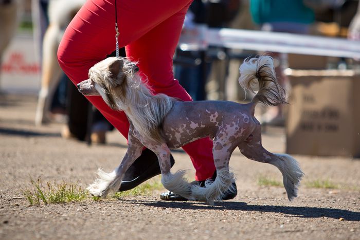 Status Imperial Jan-Shans Dominos