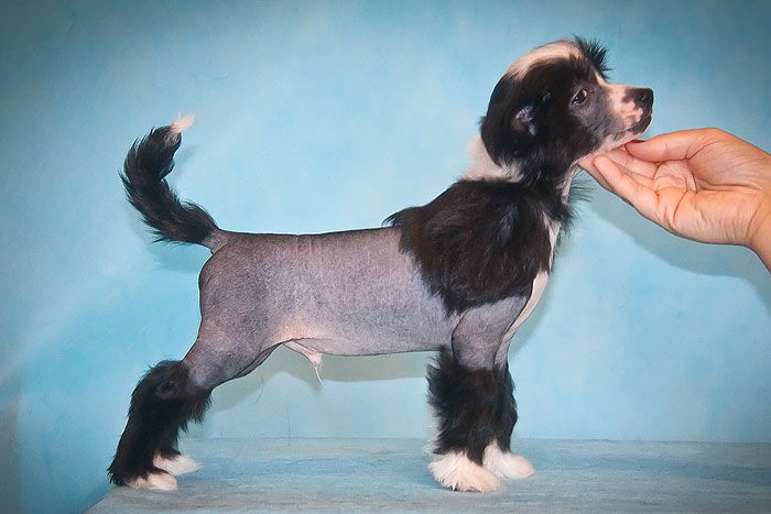 Status Imperial Jerome ot Anturazha