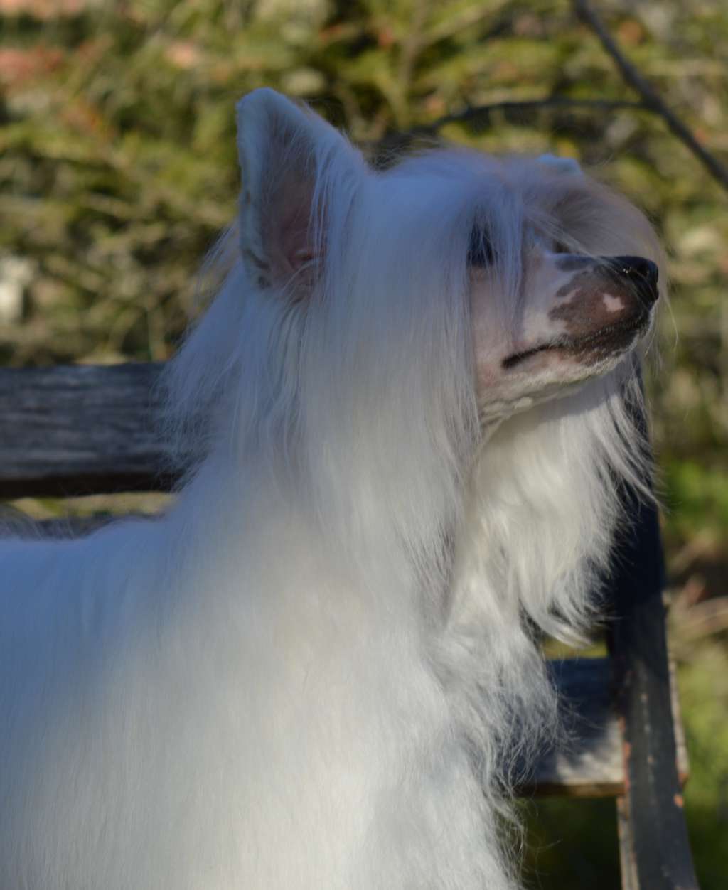 Gabet's Adelaida de la Mancha