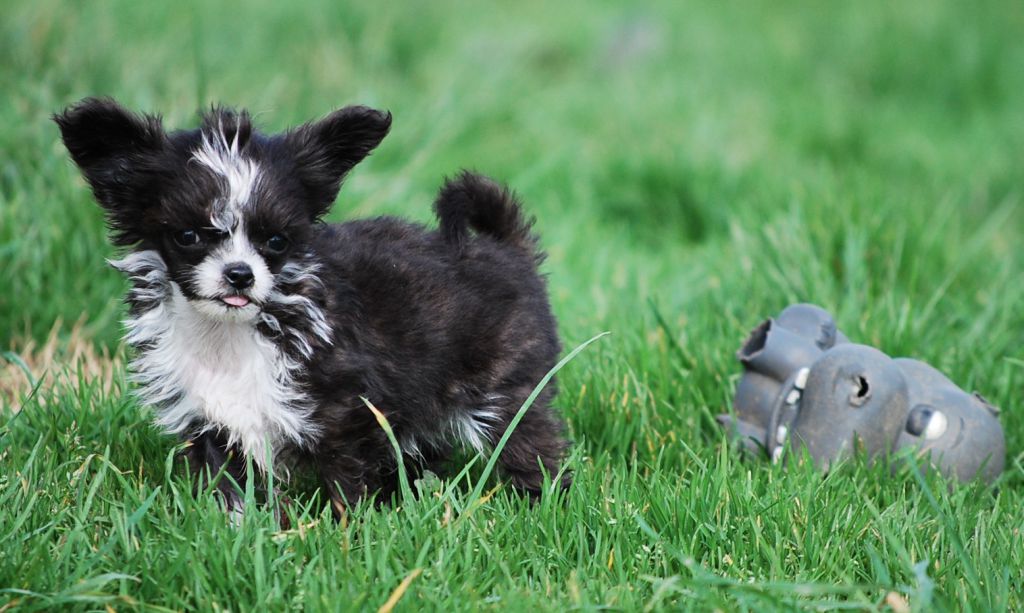 Little Dog Of Dream In The Moon