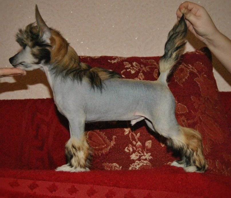 Midnayt Flesh of Stars