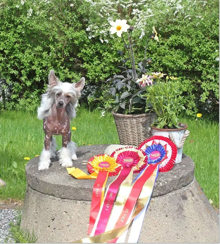 Amor Bella's A Touch Of Love