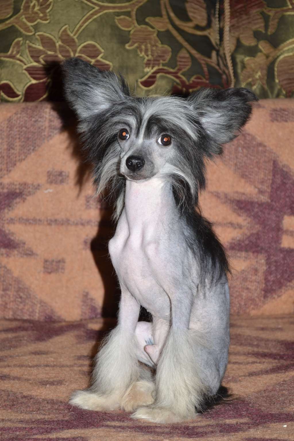 Shelcovij Shlejf  Egregor