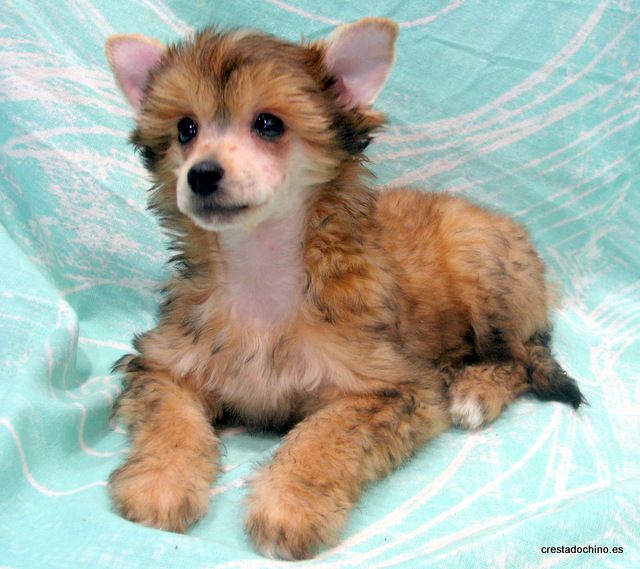 Aretxagako Ametsa Cuartango