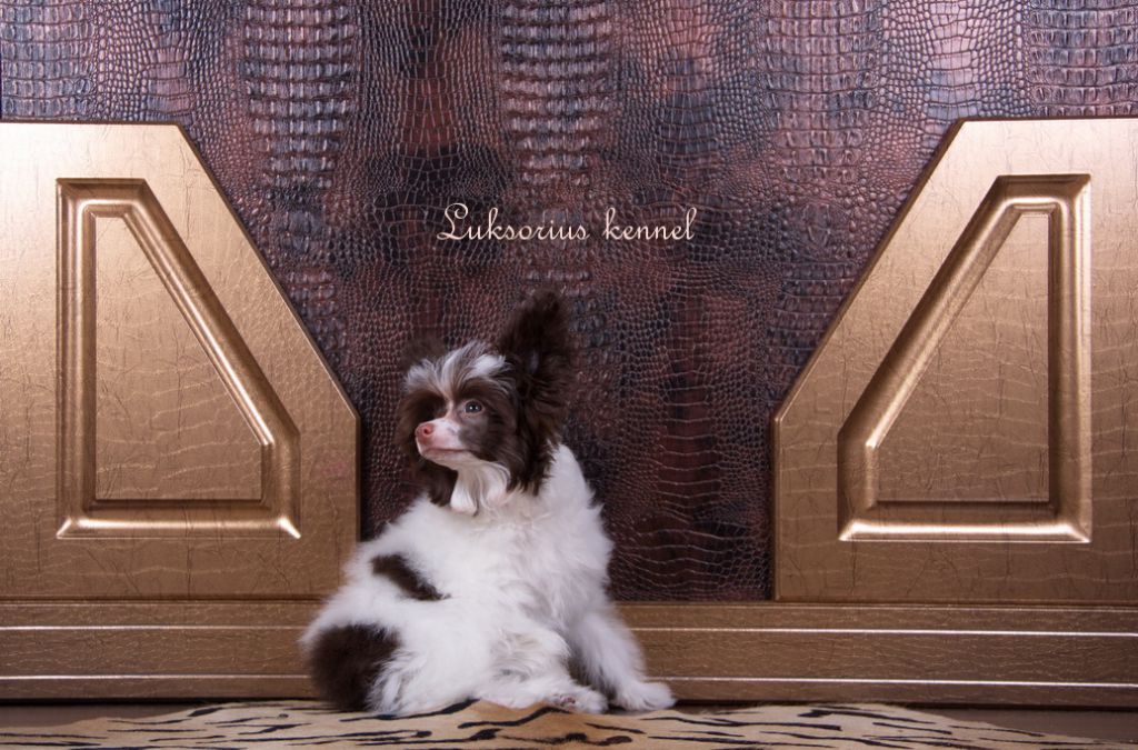 Luksorius Gai Iuliu Caesar