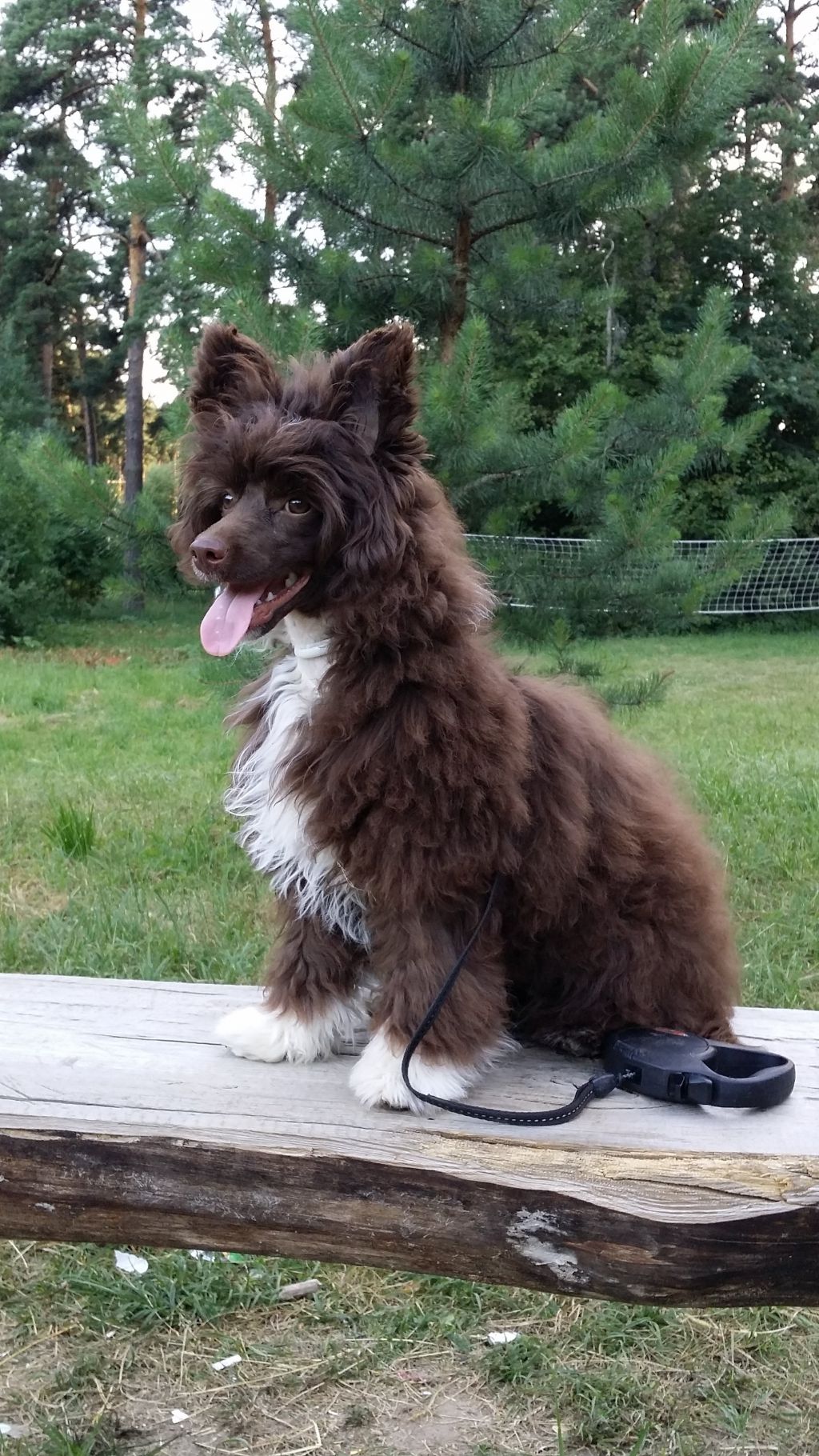 Milisenta Cappuccino