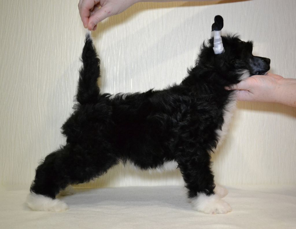 Volshebnaja Loshadka Irvin