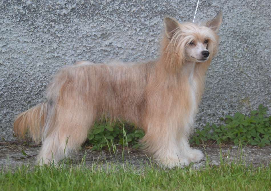 Anna Sky Kennel Absolutely Fabulous