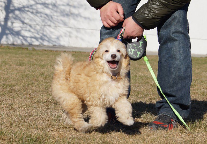 Anna Sky Kennel Attracting All Smiles