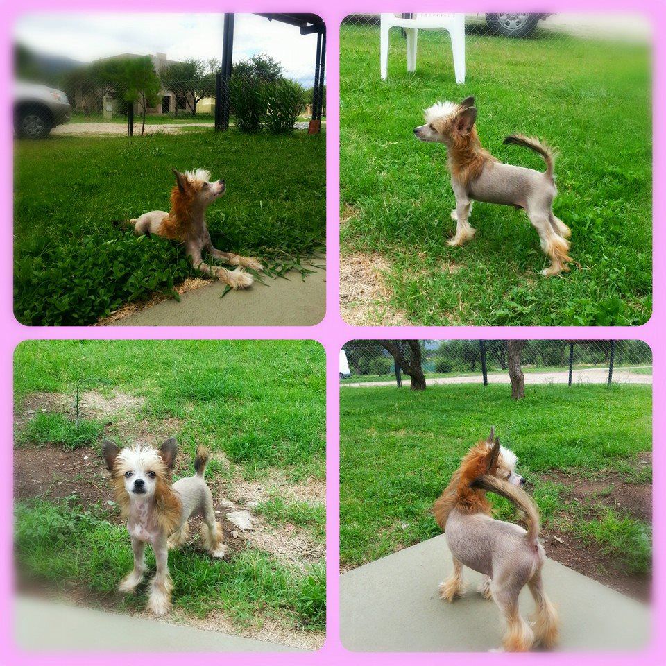 Dior el Fenix Falazairroo