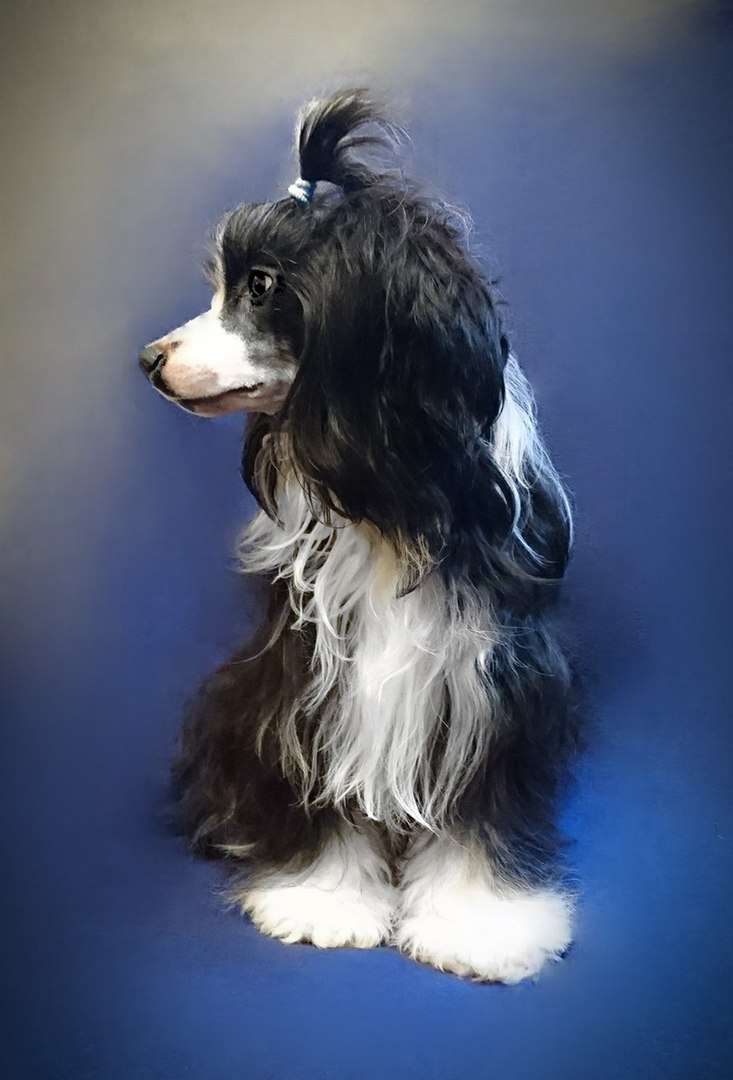 Fain Gold Indiana Briliant