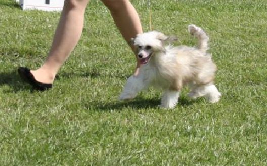 Cat's China Dogs Top Toy