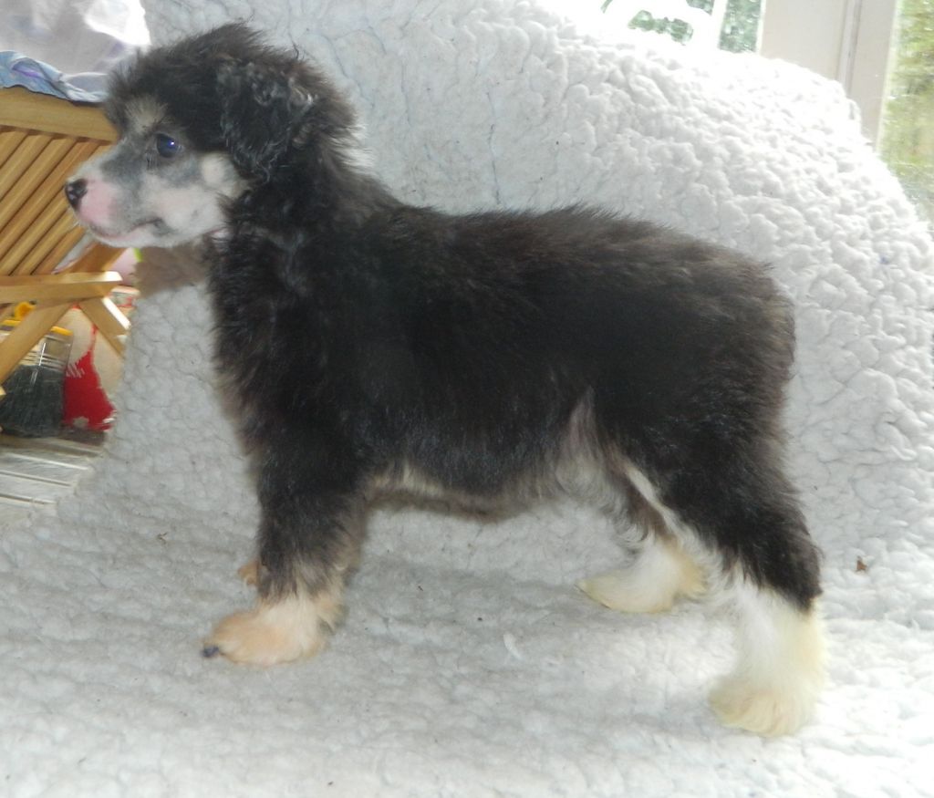 Suaisa Beryl the Peril