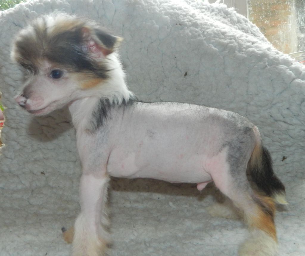 Suaisa Boris the Bold