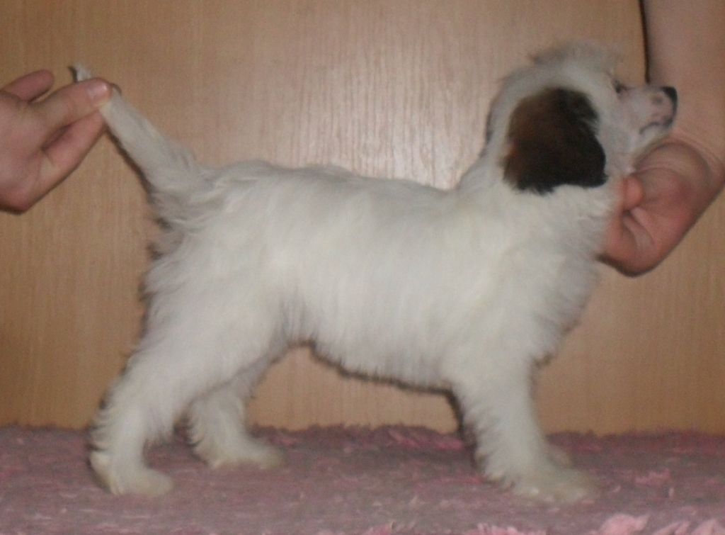 Beati Pauperes Spiritu