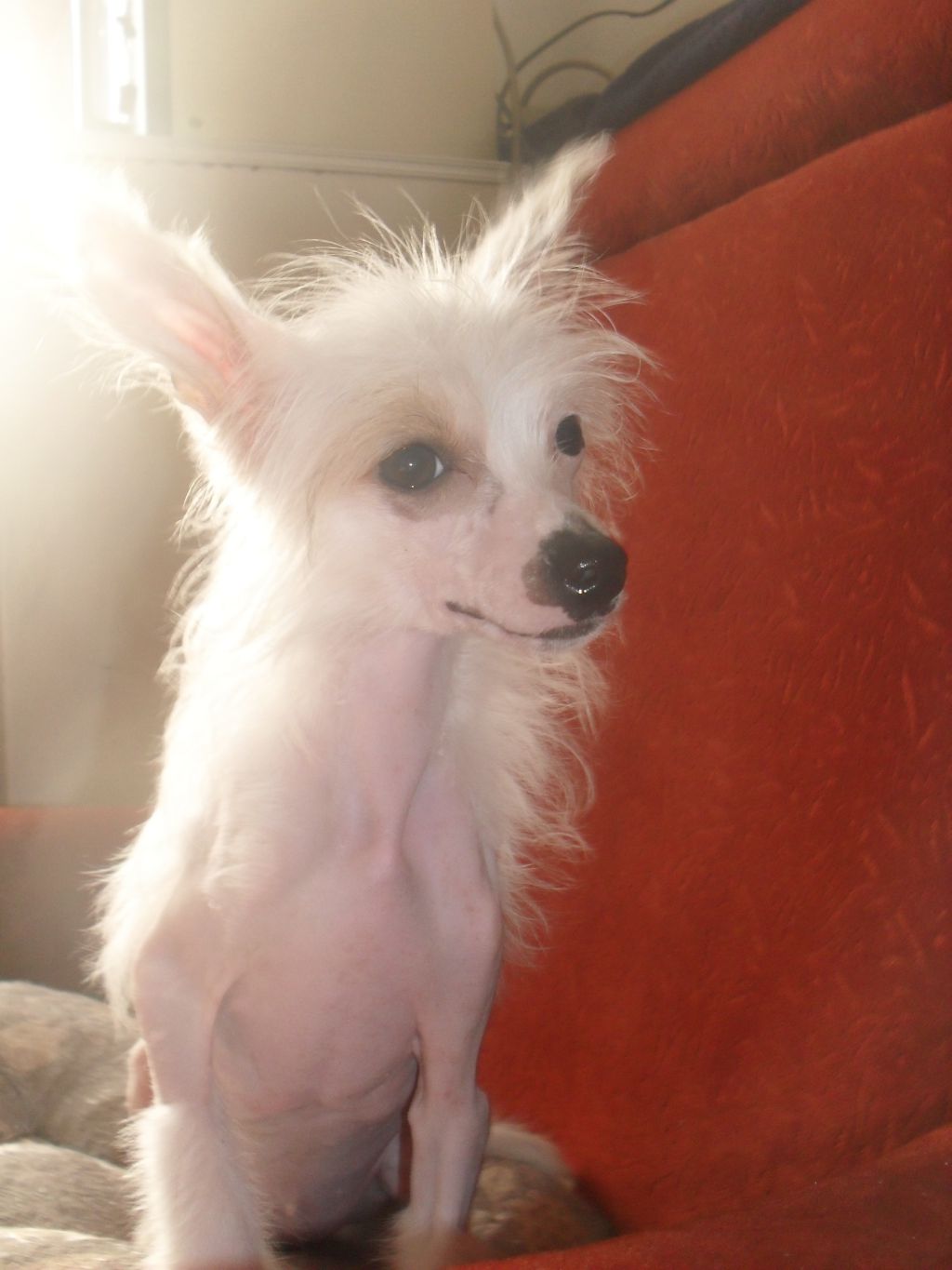 Bonus Vir Semper Tiro