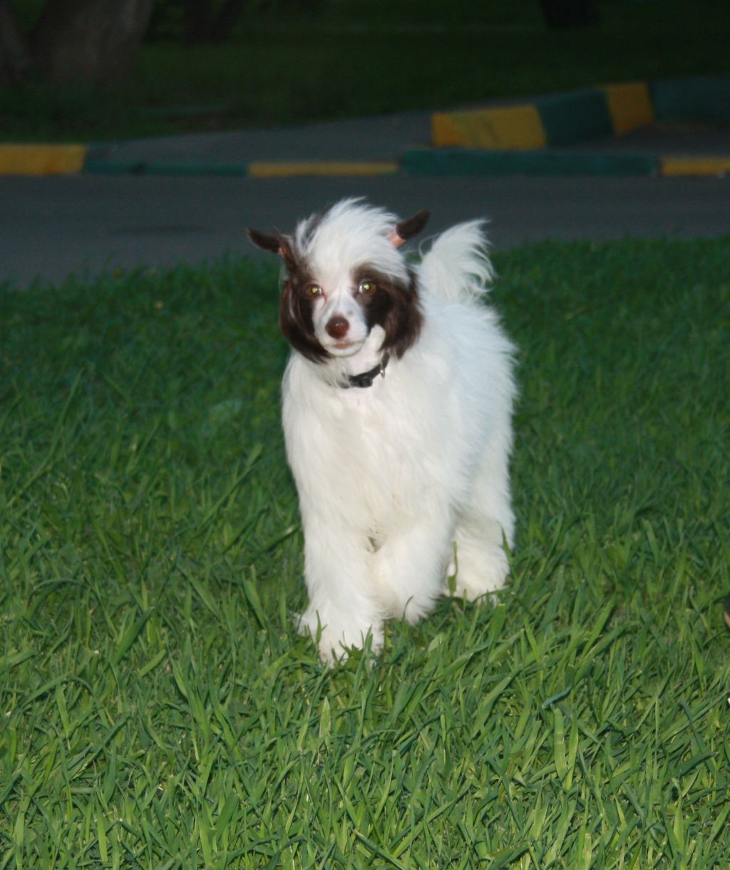 Charuyuschiy Soblazn Shapard