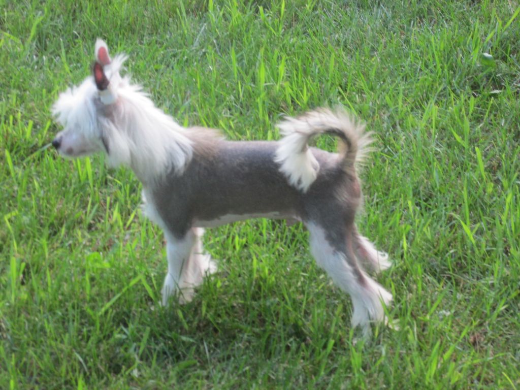 Pixietail he's a brute